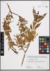 Foto von Salix daphnoides Vill. x Salix triandra L.